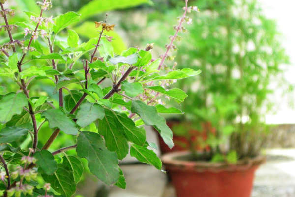 தினமும் இந்த இலை சாப்பிடுவதால் இத்தனை நன்மைகளா?