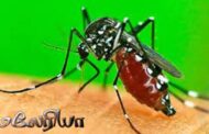 மலேரியாவின் பிடிக்குள் சிறிலங்கா..! யாழ்ப்பாணம் உட்பட 4 மாவட்டங்களில் அபாய நிலை... வெளியான தகவல்!