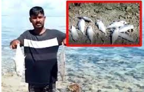 யாழ்.கடற்கரையில் குவியும் பெருந்தொகை மீன்கள்!  அச்சத்தில் மீனவர்கள்... வெளியான தகவல்!