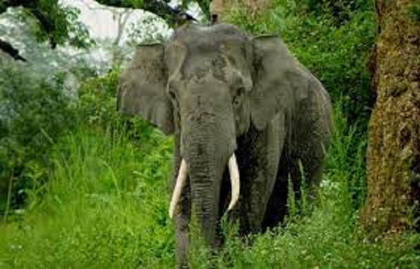 விவசாயியை கொடூரமாக பழிவாங்கிய காட்டு யானை - 3 பேர் பலி!