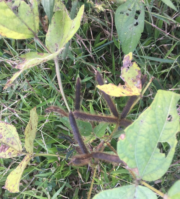 வவுனியாவில் கடும் மழை: உழுந்து செய்கையாளர்கள் பாதிப்பு.. வெளியான முக்கிய தகவல்!