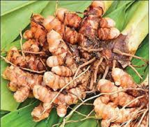 விவசாயிகளிடமிருந்து உத்தரவாத விலையில் மஞ்சள் கொள்வனவு...  வெளியான தகவல்!