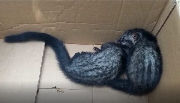 புத்தளம் பிரபல பாடசாலை ஒன்றில் இருந்து 3 புனுகுப் பூனைகள் உயிருடன் மீட்பு