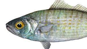 வடமாகாணத்தில் கடல் மீன்களின் விலை அதிகரிப்பு..!!