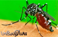 மலேரியா நோய் மீண்டும் பரவுவதற்கான சாத்தியக்கூறுகள் இருப்பதாக எச்சரிக்கை!