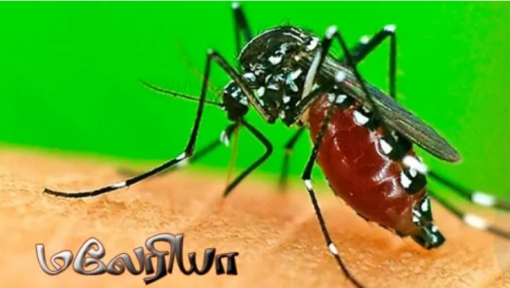 மலேரியா நோய் மீண்டும் பரவுவதற்கான சாத்தியக்கூறுகள் இருப்பதாக எச்சரிக்கை!