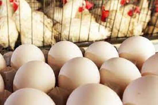 முட்டை மற்றும் கோழி இறைச்சியின் விலை அதிகரிப்பு?