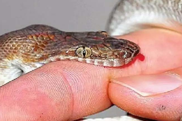 பாம்பு கடித்த உடனே என்ன செய்ய வேண்டும்?