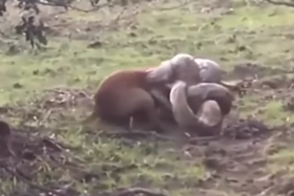 ராட்சத பாம்பின் பிடியில் சிக்கிய நாய்!