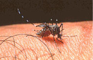 இலங்கையில் டெங்கு நோய் மீண்டும் தீவிரம..!!!