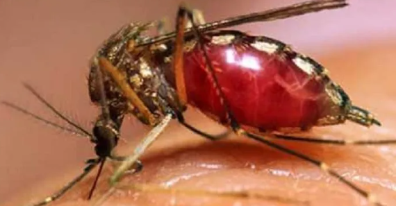 டெங்கு நோயாளர்களின் எண்ணிக்கை 50 வீதத்தால் அதிகரிப்பு