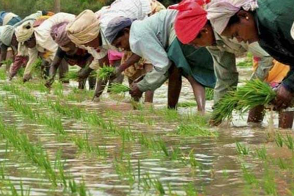 இலங்கையில் பயிர்ச்செய்கையை ஊக்குவிக்கும் முகமாக படையினர் பங்கேற்பு!