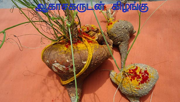 தீய சக்திகளை விரட்டும் ஆகாச கருடன்