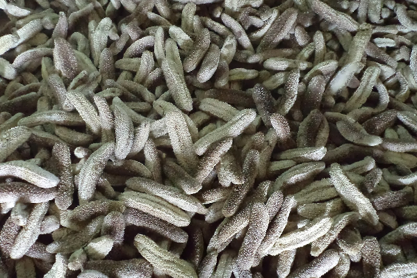 இலங்கைக்குக் கடத்த இருந்த சுமார் மூன்று கோடி ரூபா பெறுமதியான கடலட்டைகளுடன் ஒருவர் கைது..!!