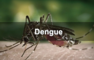 டெங்கு நோய் தாக்கம் அதிகம் பரவுகிறது...!!