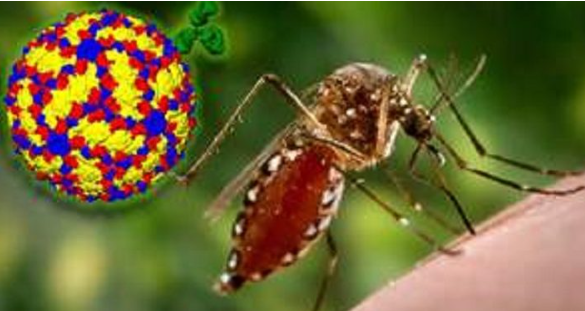 அதிகரிக்கும் டெங்கு நோயாளர்களின் எண்ணிக்கை!