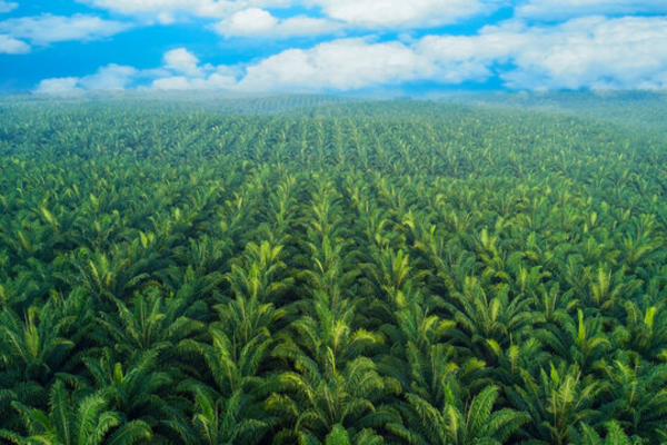 இந்த ஆண்டு தென்னை உற்பத்தியில் வீழ்ச்சி