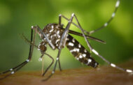 டெங்கு நோய் யாழில் அதிகரிப்பு