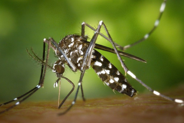 டெங்கு நோய் யாழில் அதிகரிப்பு