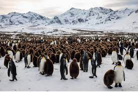 டைனோசர் போன்றே பென்குயின்கள் அழியும் அபாயம்!