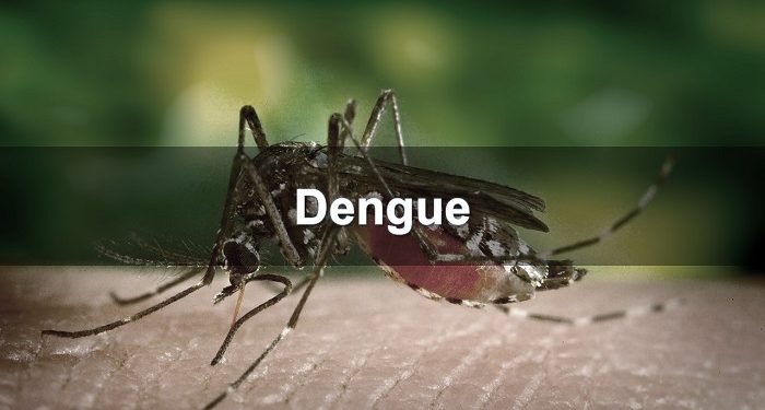 டெங்கு நோயாளர்களின் எண்ணிக்கையில் அதிகரிப்பு!