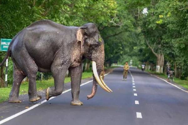 இத்தாலியைச் சேர்ந்த இரண்டு சுற்றுலா பயணிகள் சென்ற வாகனம் மீது காட்டு யானைத் தாக்குதல்