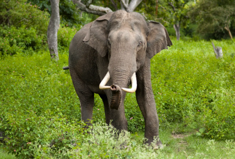 உலகில் முதன்மையான காடுகளை அழிக்கும் நாடுகளில் இலங்கை நான்காவது இடத்தில்
