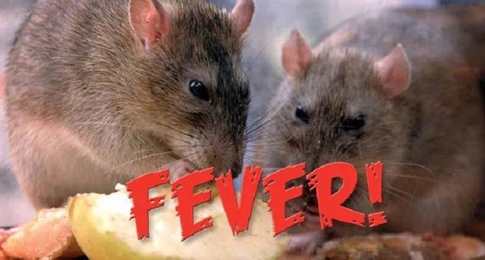 எலிக்காய்ச்சல் அதிகளவில் பரவி வருவதாக எச்சரிக்கை!