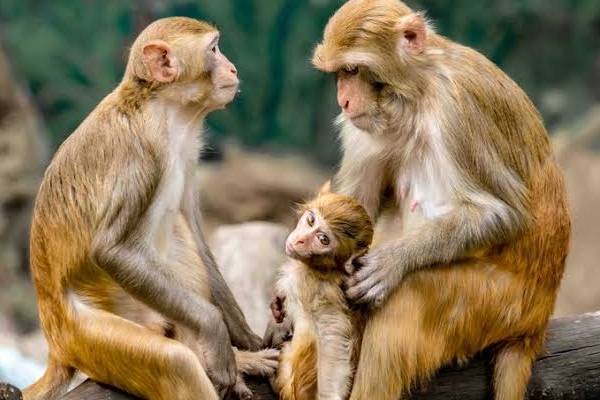 இலங்கையில் பயிர்களை சேதப்படுத்தும் ஆறு விலங்குகளை கொல்ல அனுமதி