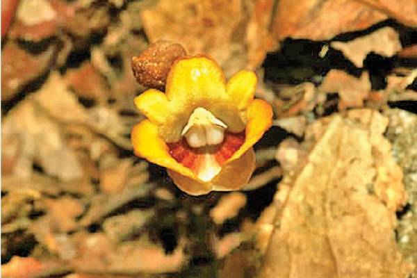 இலைகள் இல்லாத பூவினம் இலங்கையில் கண்டுபிடிப்பு..!!