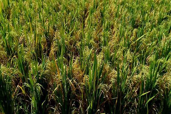 பெரும்போக நெல்விளைச்சல் போதுமானதாக இல்லை: விவசாயத் திணைக்களம்