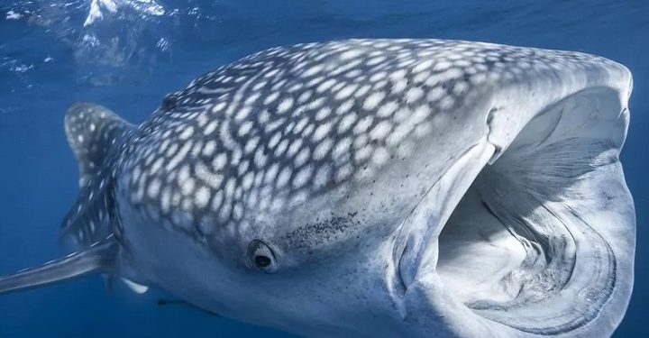 தசாப்தகால பேச்சுவார்த்தைகளுக்குப் பிறகு வரலாற்று சிறப்புமிக்க ஒப்பந்தத்துக்கு உலகநாடுகள் இணக்கம்!