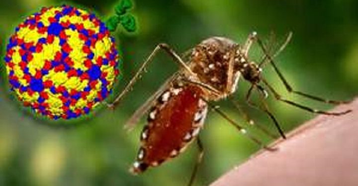 டெங்கு நோயாளர்களின் எண்ணிக்கை அதிகரிக்கும் அபாயம்!