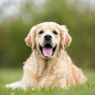 உயிரிழந்த இளைஞனை உரிமையுடன் பாதுகாத்த நாய்