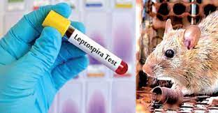 எலிக்காய்ச்சல் பரவும் வீதமும் அதிகரித்து வருவதாக எச்சரிக்கை!