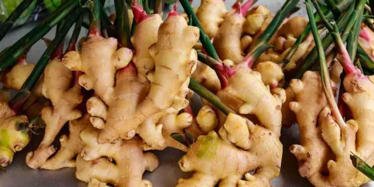 இஞ்சியின் விலை உயர்வு!