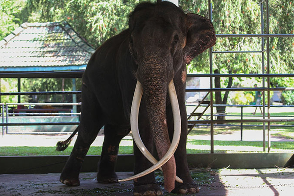 முத்துராஜாவால் இலங்கைக்கு ஏற்பட்ட தலைகுனிவு..!!