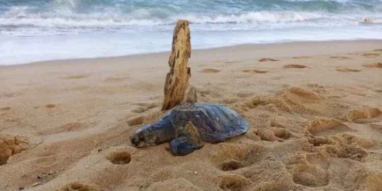 கடலில் ஏற்பட்ட வெடிப்பு காரணமாக 25 ஆமைகள் உயிரிழப்பு !