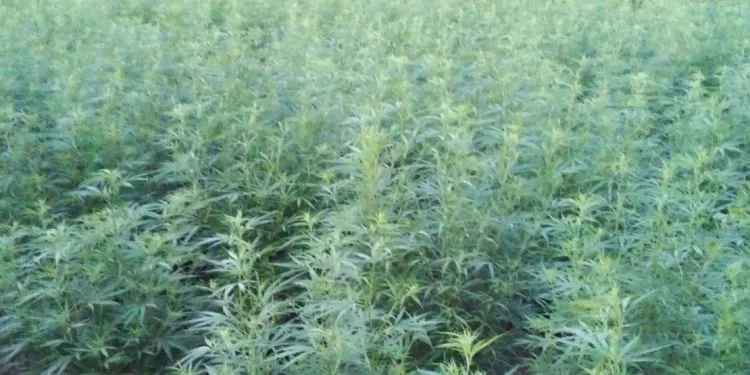 தனமல்விலவில் 4 கஞ்சா தோட்டங்கள் முற்றுகை: மூவர் கைது!