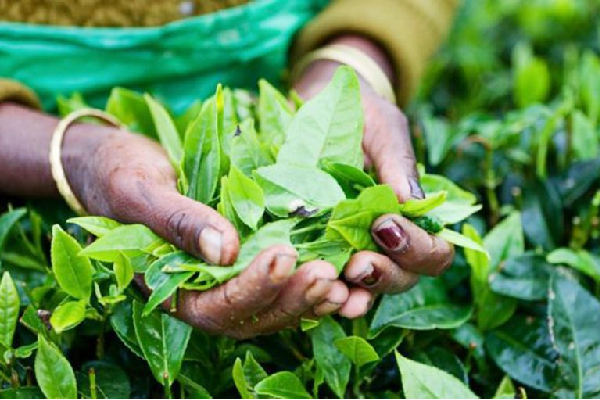 தேயிலைக்கான உரிமக் கட்டணம் தொடர்பில் வெளியான வர்த்தமானி