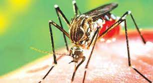 டெங்கு நோயர்களின் எண்ணிக்கை சடுதியாக அதிகரிப்பு