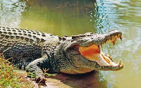 திருகோணமலையில் முதலை தாக்கியதில் ஒருவர் பலி