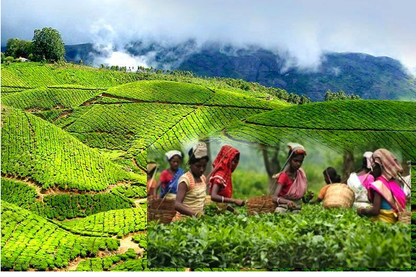 கிளிநொச்சியில் நடைபெறவுள்ள மலையகம் 200 நிகழ்வு