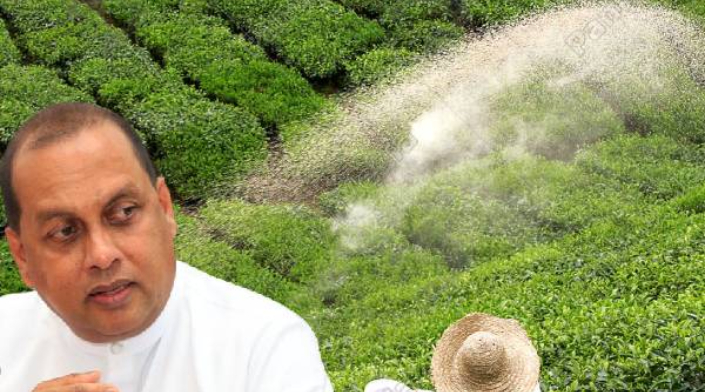 மானிய விலையில் தேயிலை உரம் வழங்க விவசாய அமைச்சு தீர்மானம் ! கைச்சாத்திடப்படவுள்ள ஒப்பந்தம்