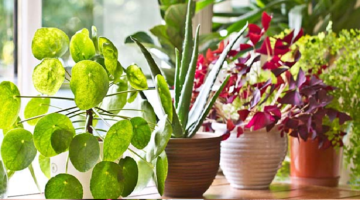 நீங்கள் சீக்கிரம் பணக்காரராக ஆக வேண்டுமா? இந்த செடியை உடனே வீட்டில் நடுங்கள்