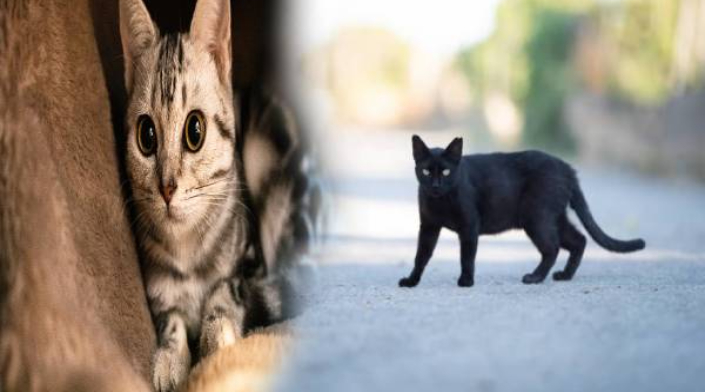 பூனை குறுக்கே போனால் அபசகுணமா? உண்மை காரணம் இதுதான்