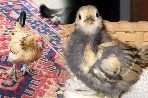 கின்னஸ் சாதனை படைத்த உலகின் மிகப் பழமையான கோழி உயிரிழப்பு!