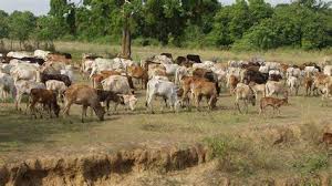 பிள்ளையானின் நடவடிக்கையால் சிரமத்தை எதிர்நோக்கும் மயிலத்தமடு பண்ணையாளர்கள்