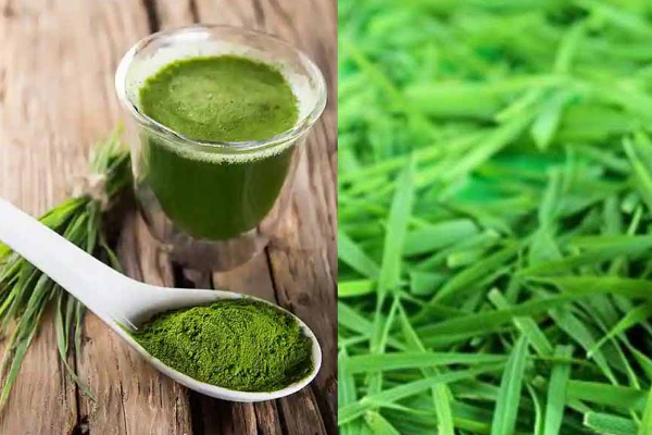 தினமும் வெறும் வயிற்றில் அருகம்புல் சாப்பிடலாமா?