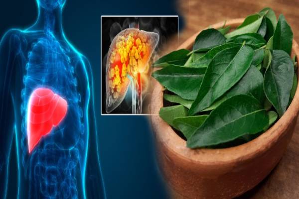 வெறும் வயிற்றில் கறிவேப்பிலை சாப்பிட்டால் கல்லீரல் பலமாகுமா? முழுசா தெரிஞ்சிக்கோங்க